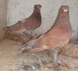 Vidomo Pair