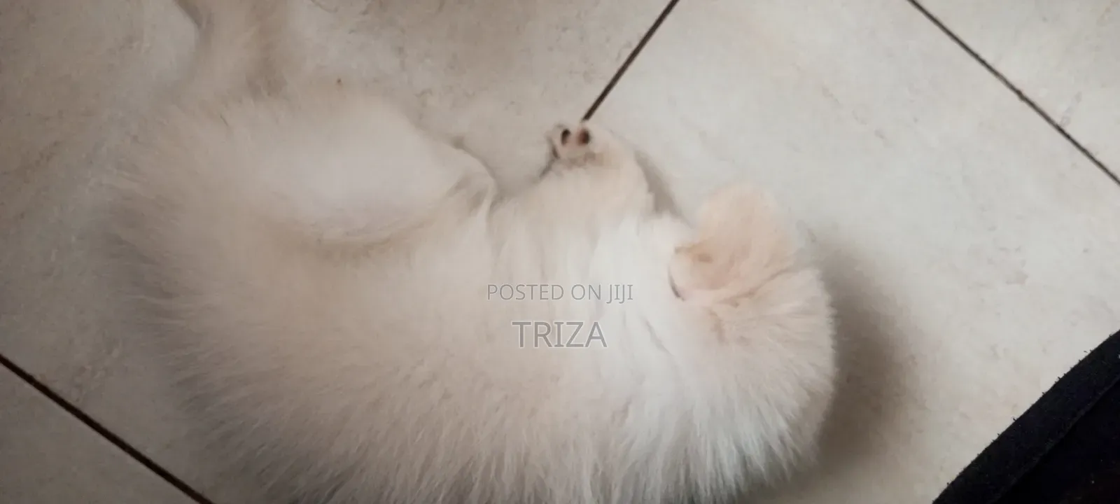 1-3 months Female Purebred Maltese
