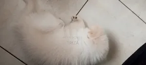 1-3 months Female Purebred Maltese