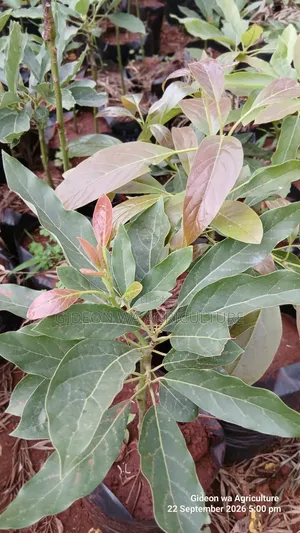 Grafted Hass Avocado Seedlings
