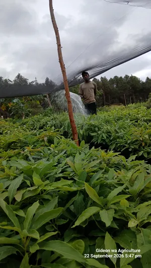 Grafted Hass Avocado Seedlings