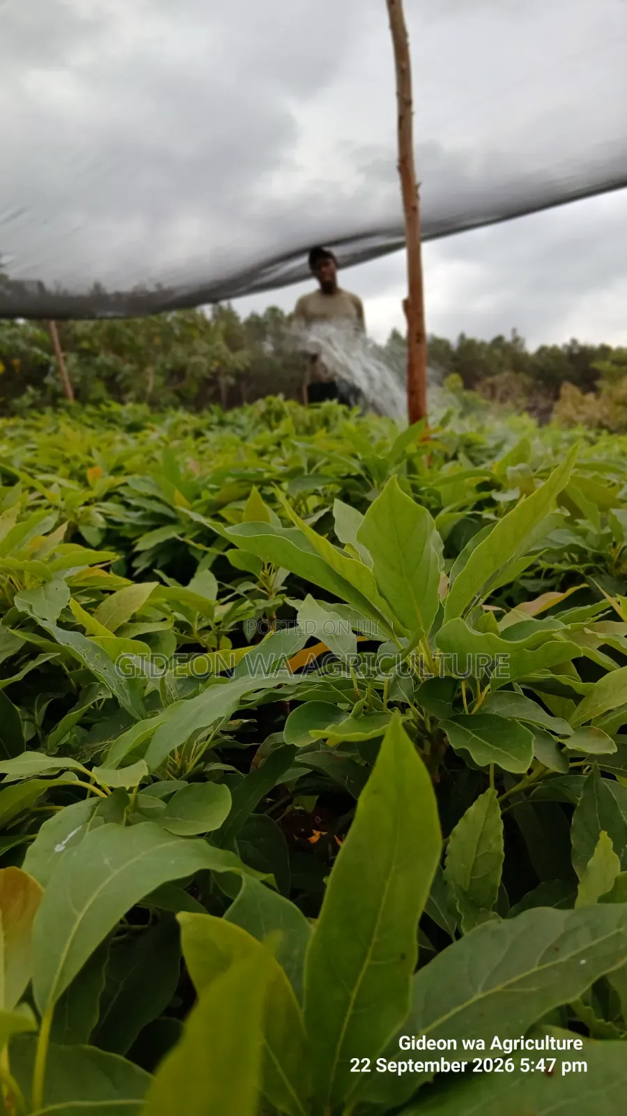 Grafted Hass Avocado Seedlings