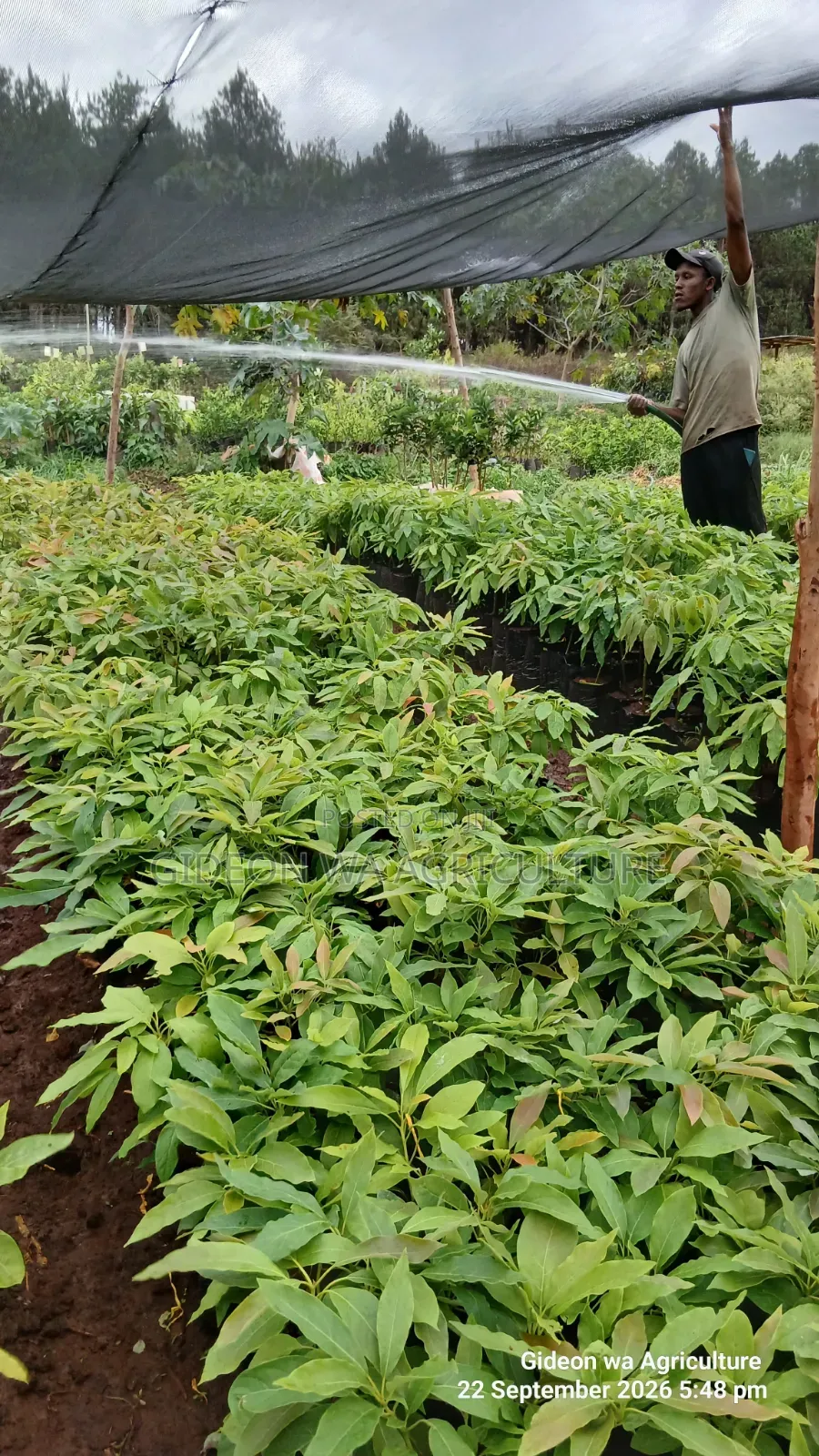 Grafted Hass Avocado Seedlings
