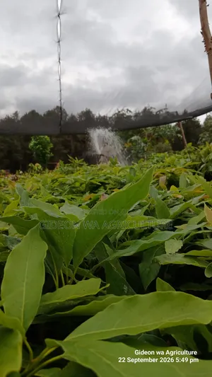 Grafted Hass Avocado Seedlings
