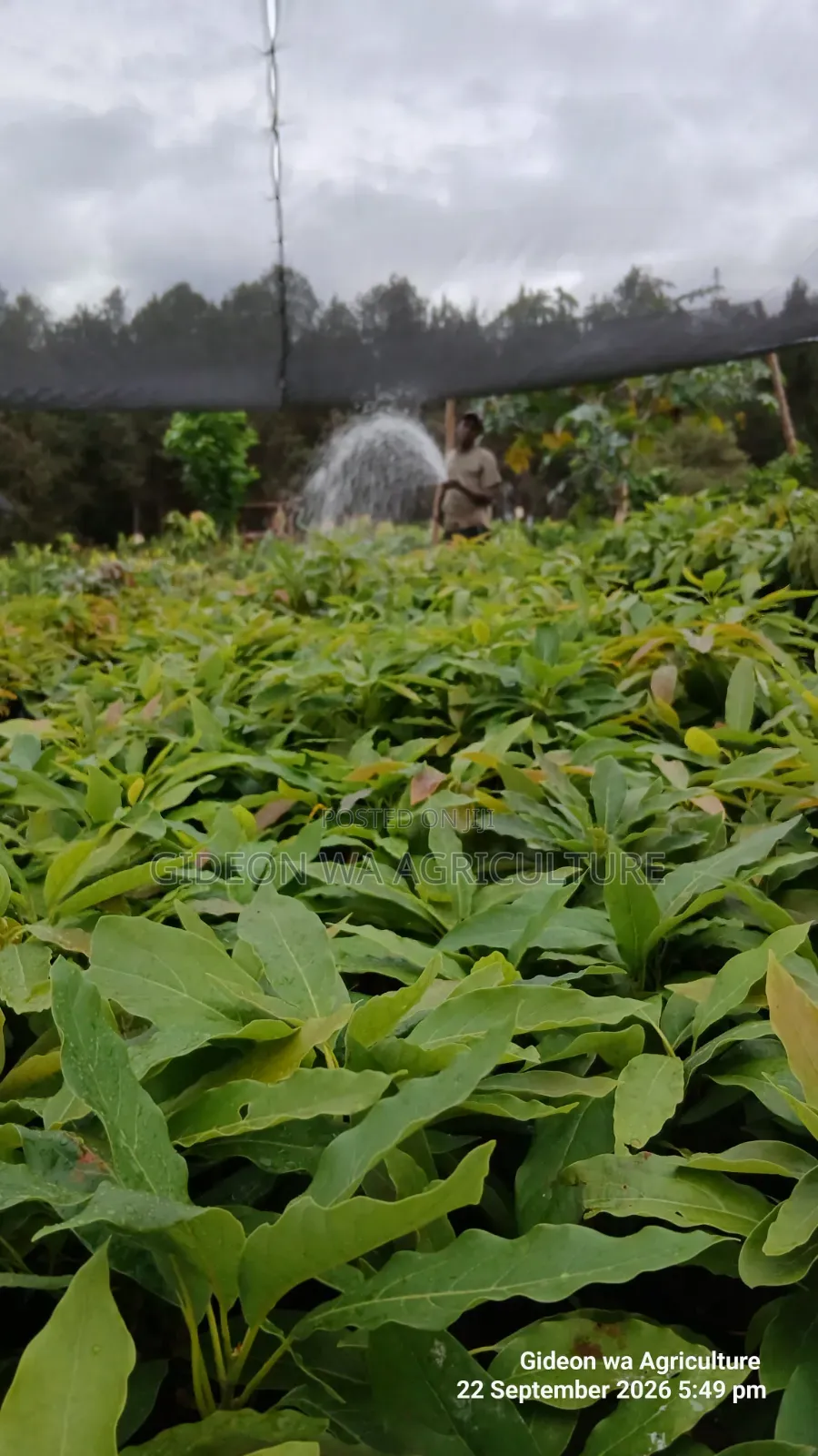 Grafted Hass Avocado Seedlings