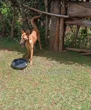 1+ year Female Mixed Breed German Shepherd