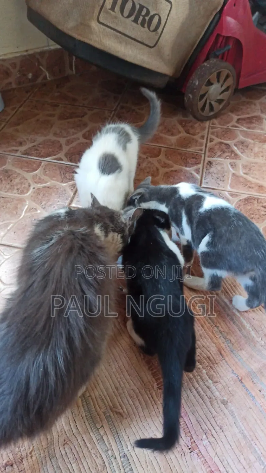 1-3 months Male Mixed Breed Cat