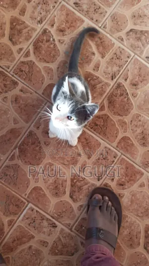 1-3 months Male Mixed Breed Cat