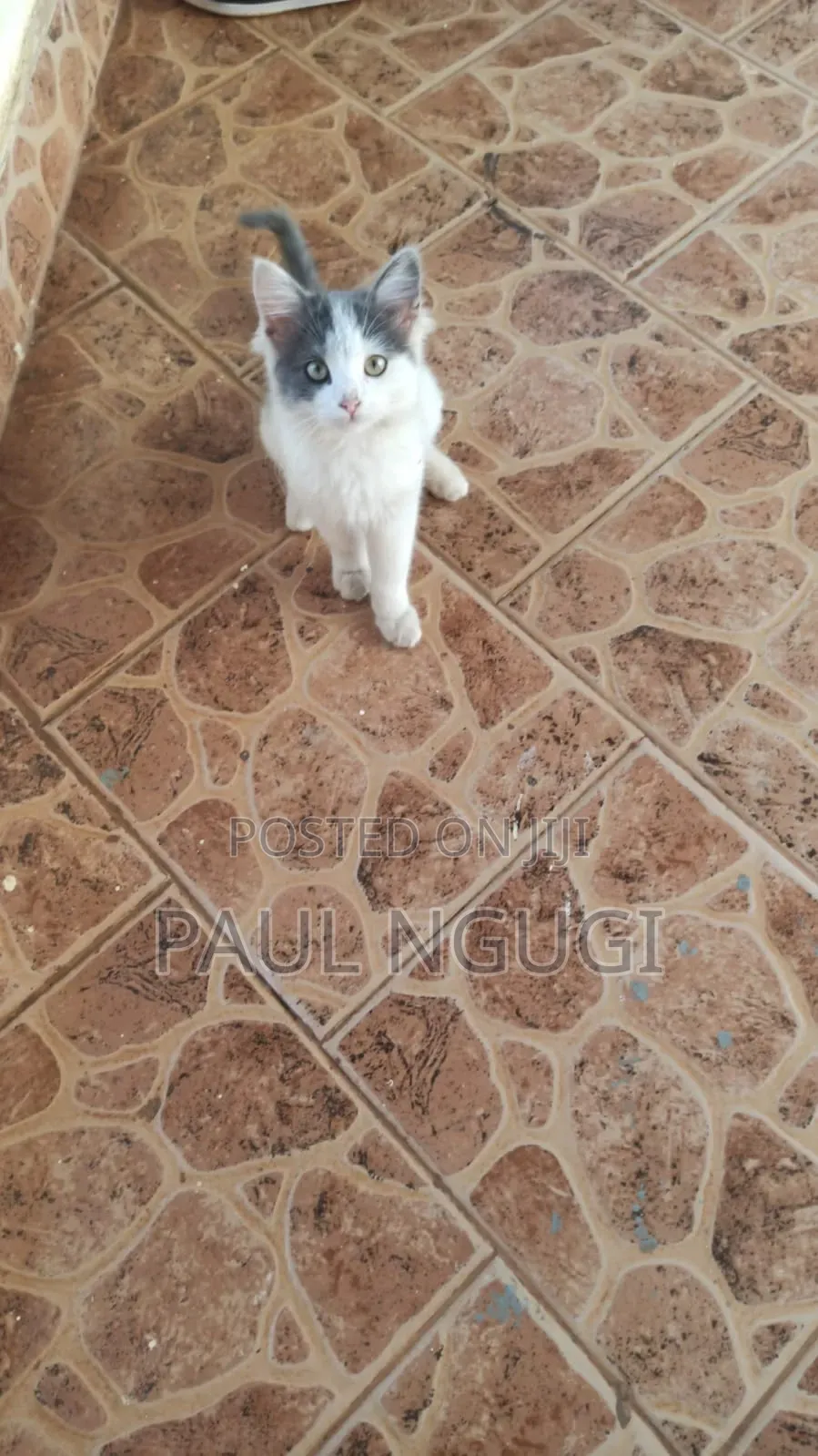 1-3 months Male Mixed Breed Cat
