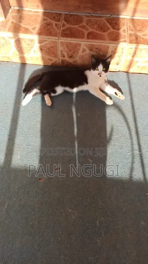 1-3 months Male Mixed Breed Cat