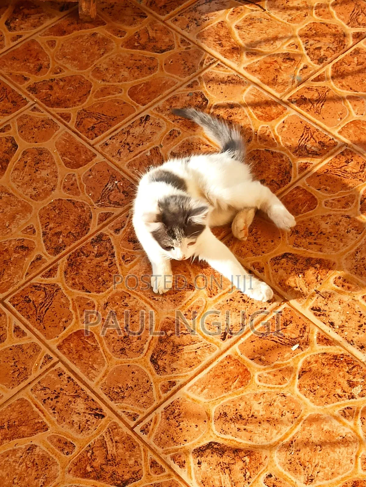 1-3 months Male Mixed Breed Cat