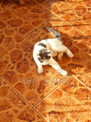 1-3 months Male Mixed Breed Cat