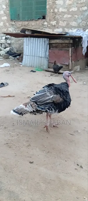 Turkey on Sale