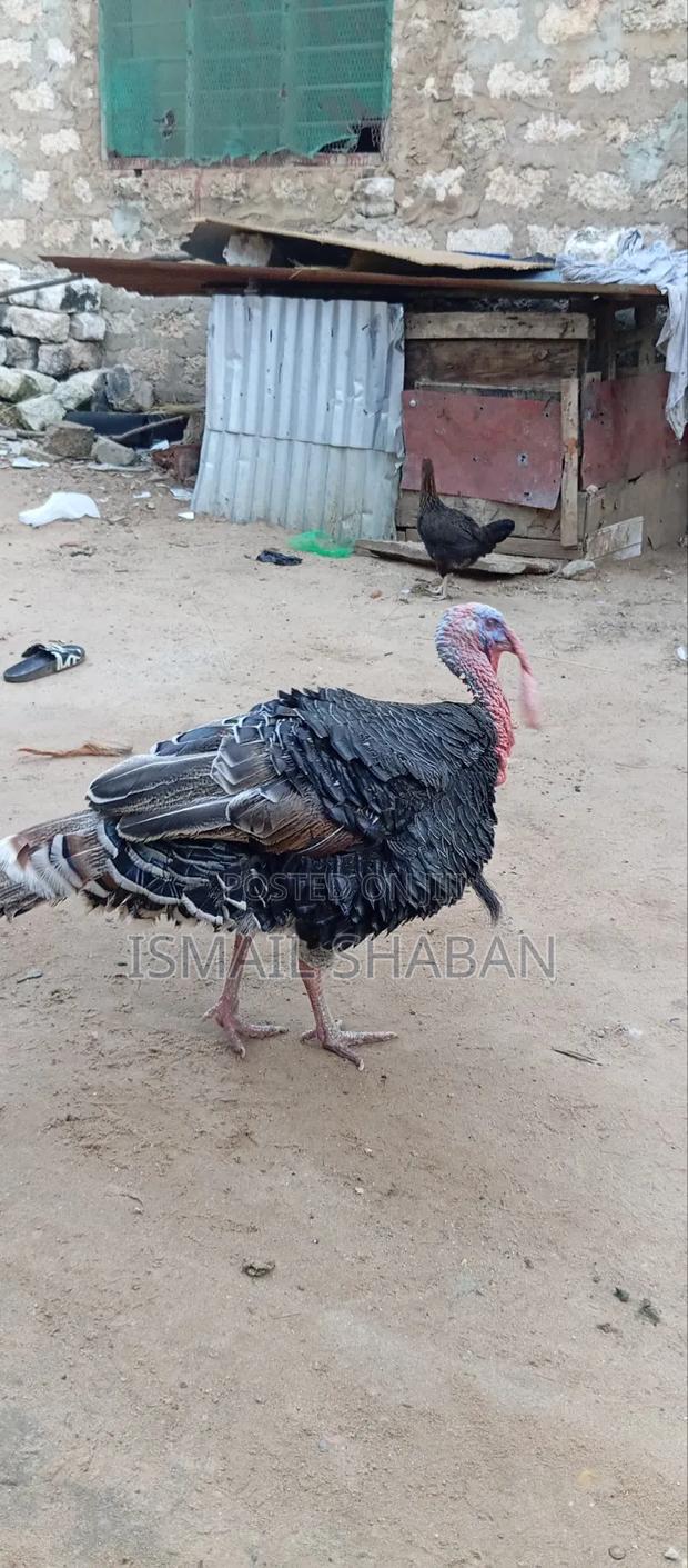 Turkey on Sale - thumbnail 2
