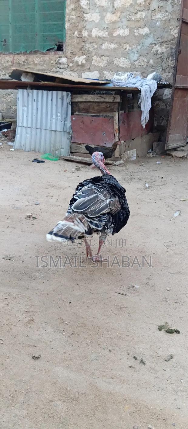 Turkey on Sale - thumbnail 3