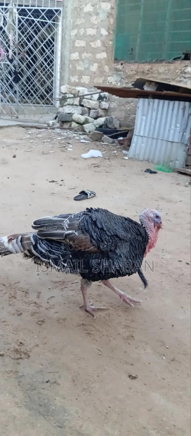 Turkey on Sale - thumbnail 4