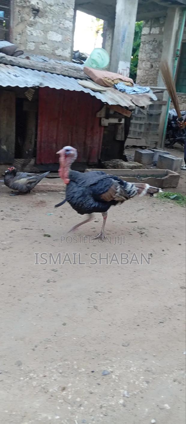 Turkey on Sale - thumbnail 5