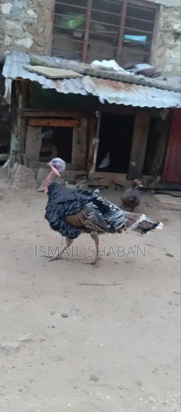 Turkey on Sale - thumbnail 6