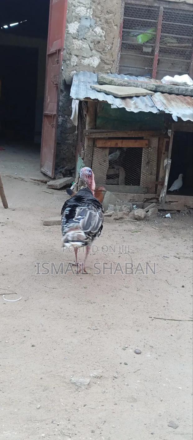 Turkey on Sale - thumbnail 7