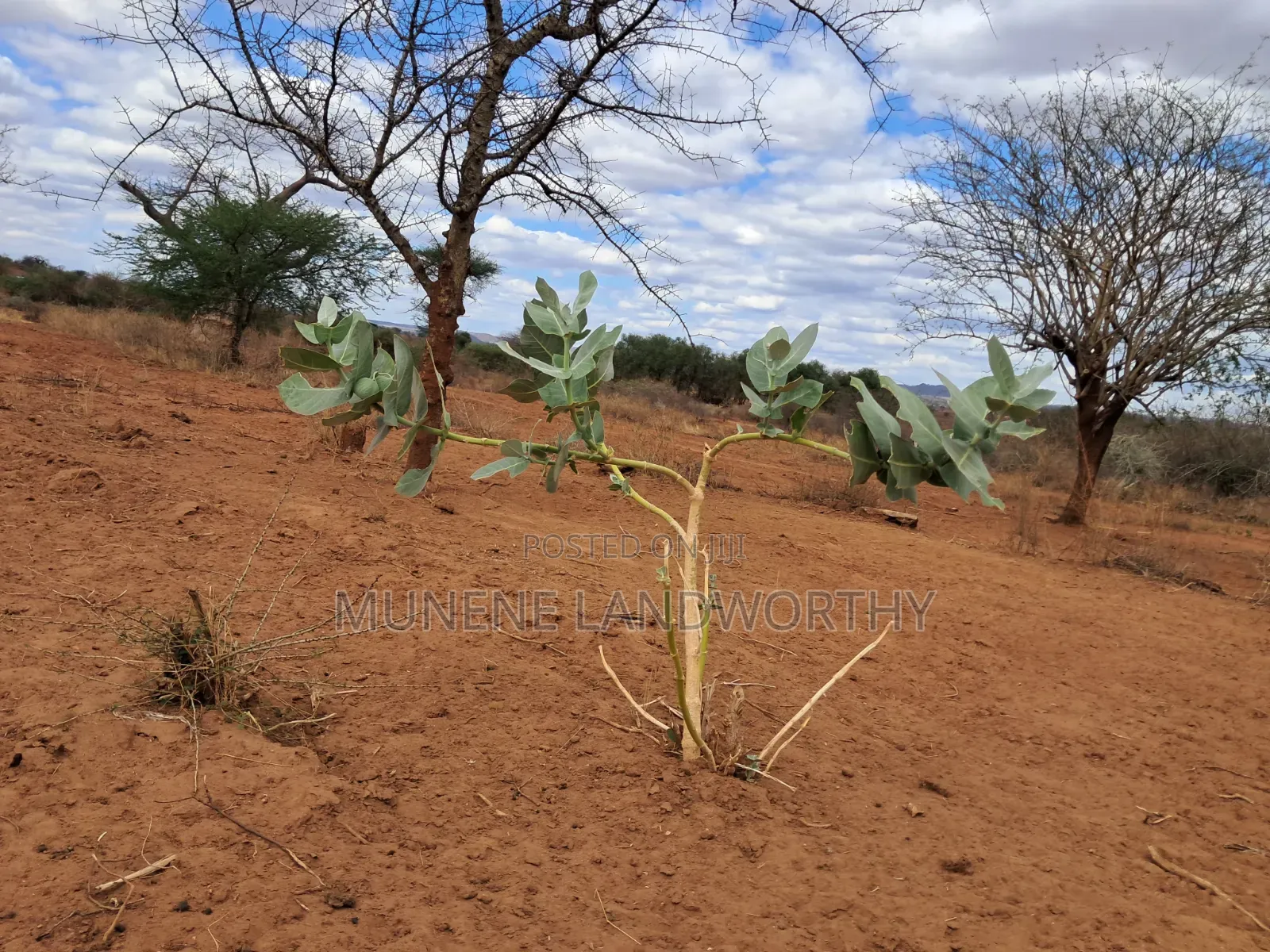 Embu County,Karura 8 Acres Agricultural Farmland.
