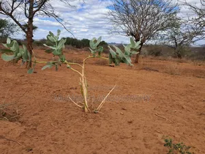 Embu County,Karura 8 Acres Agricultural Farmland.