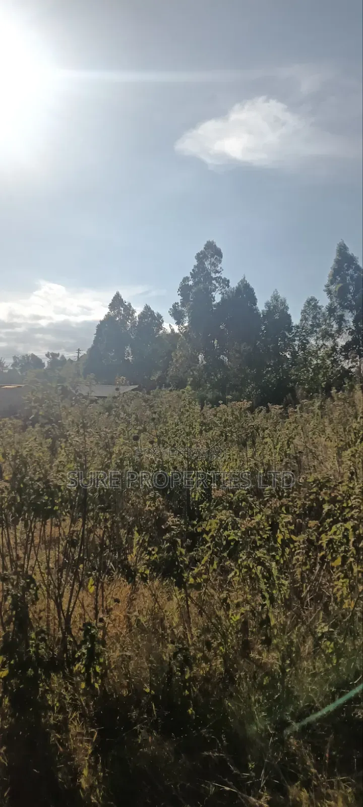Thogio Kamangu