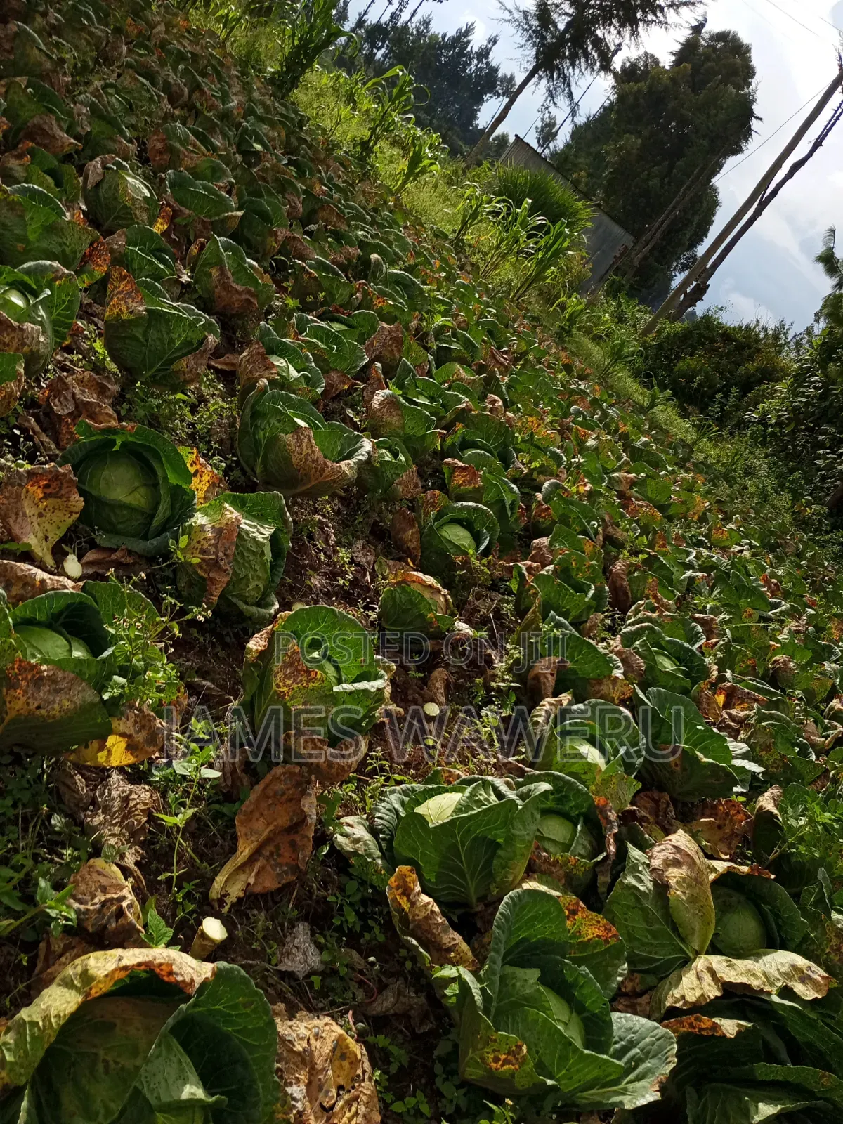 50*100 Plot for Sale Njoro Town