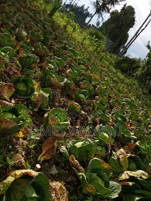 50*100 Plot for Sale Njoro Town