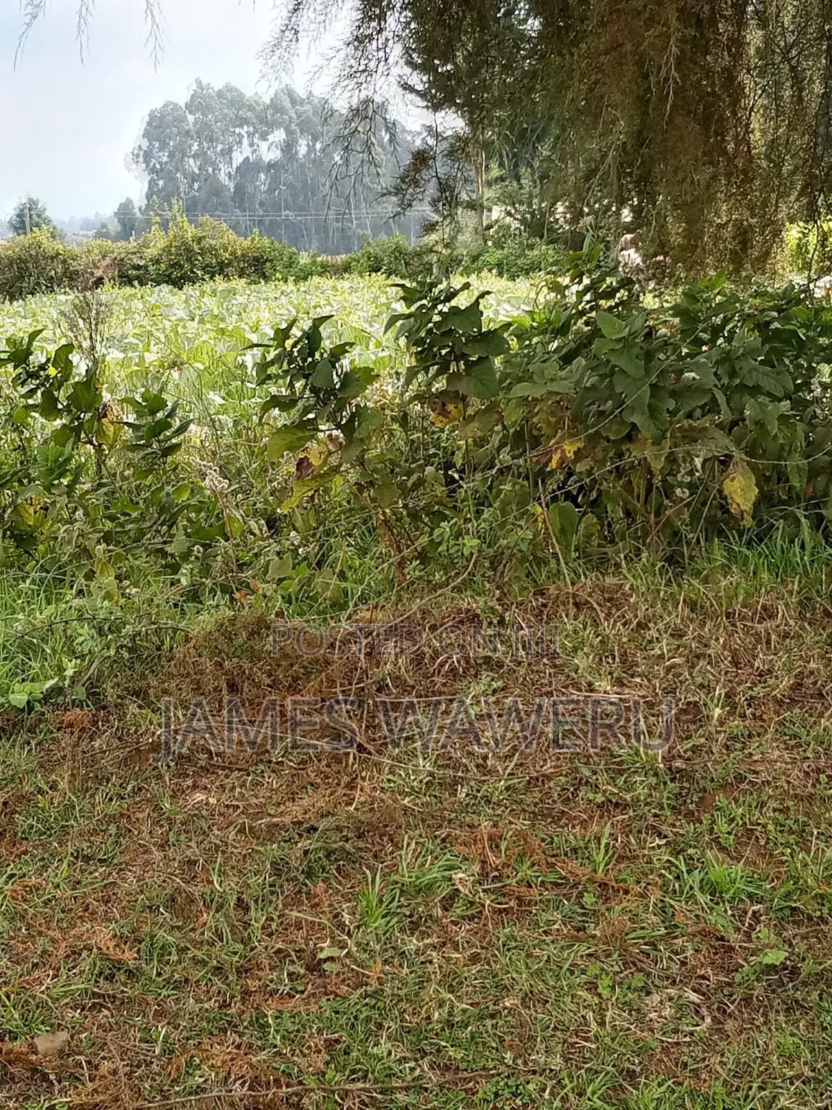 50*100 Plot for Sale Njoro Town