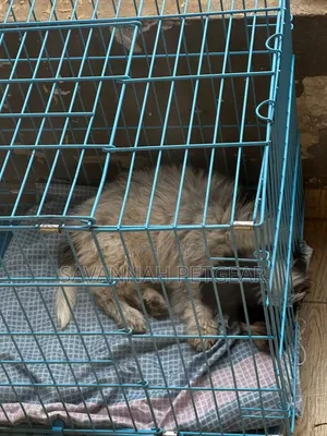 Collapsible Wire Pet Crate Metallic Kennel Cages (S- 60*42*50cm)