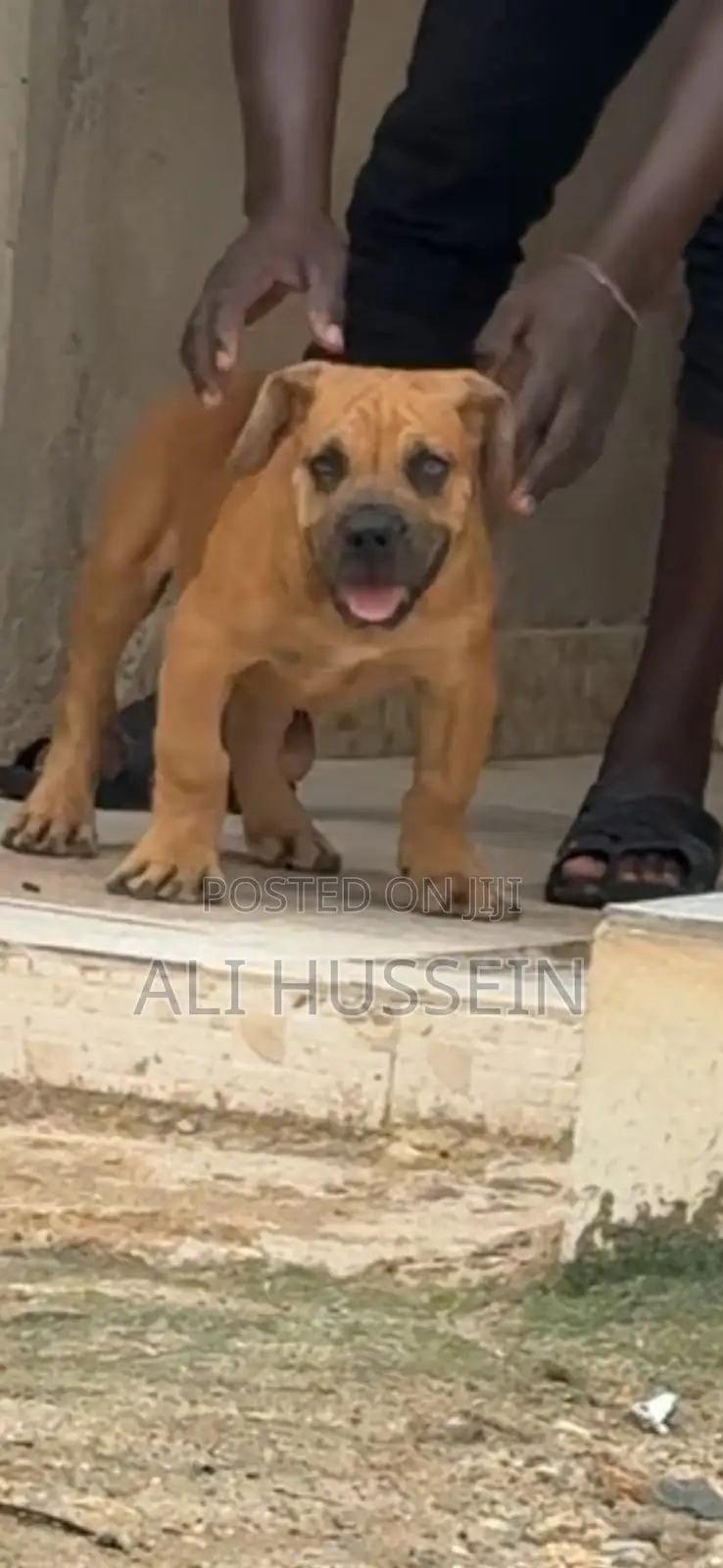 1-3 months Male Purebred Boerboel