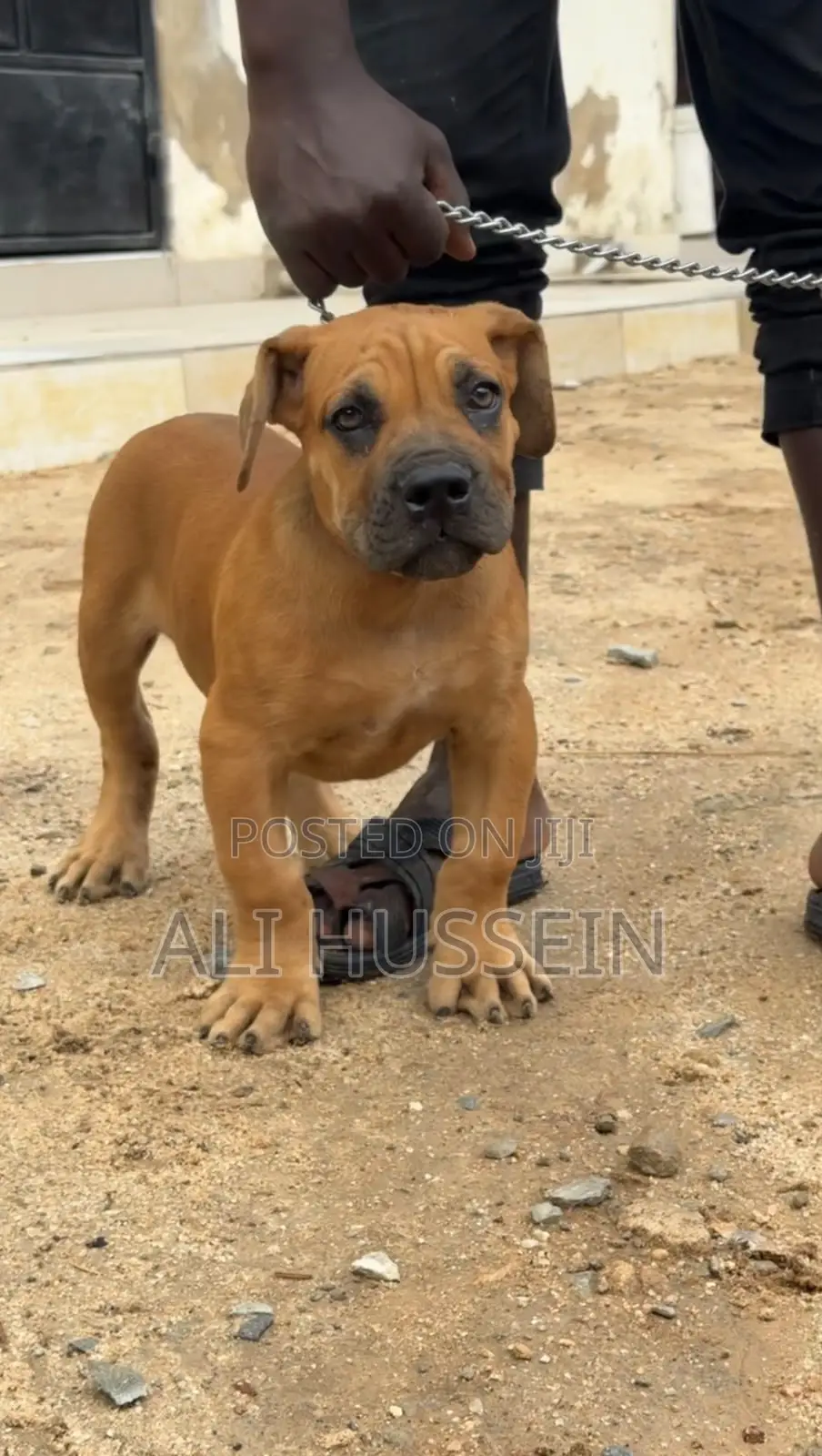 1-3 months Male Purebred Boerboel