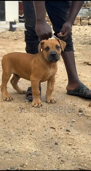 1-3 months Male Purebred Boerboel