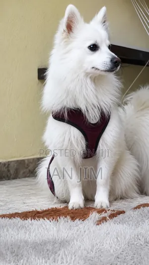 6-12 months Male Mixed Breed Chihuahua