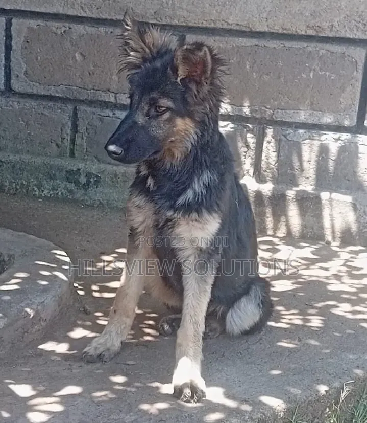 3-6 months Female Purebred German Shepherd