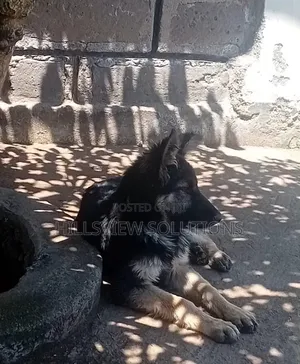3-6 months Female Purebred German Shepherd