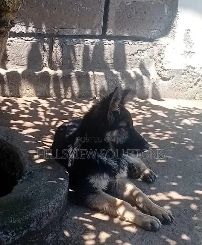 3-6 months Female Purebred German Shepherd