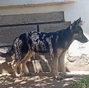 3-6 months Female Purebred German Shepherd