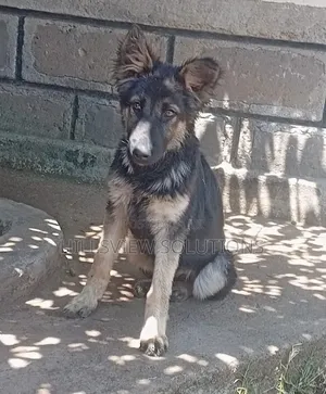 3-6 months Female Purebred German Shepherd
