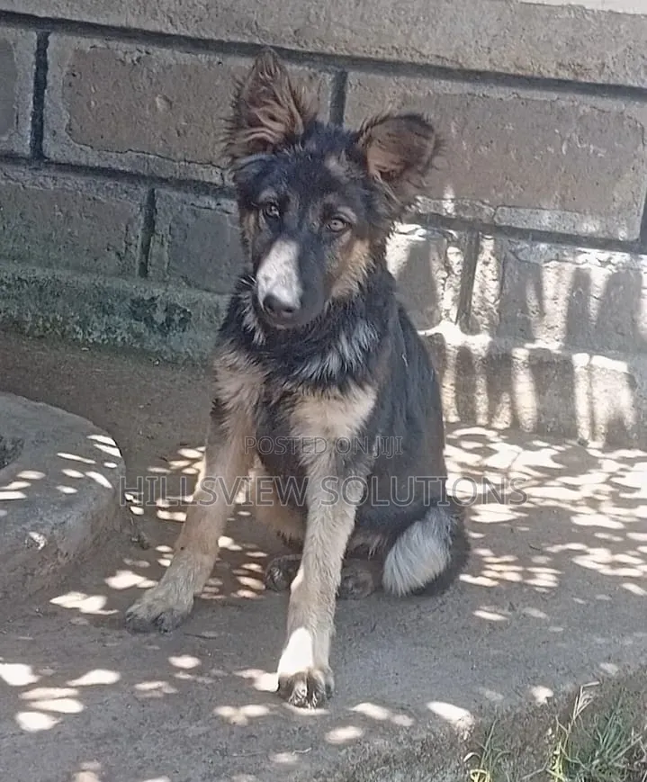 3-6 months Female Purebred German Shepherd