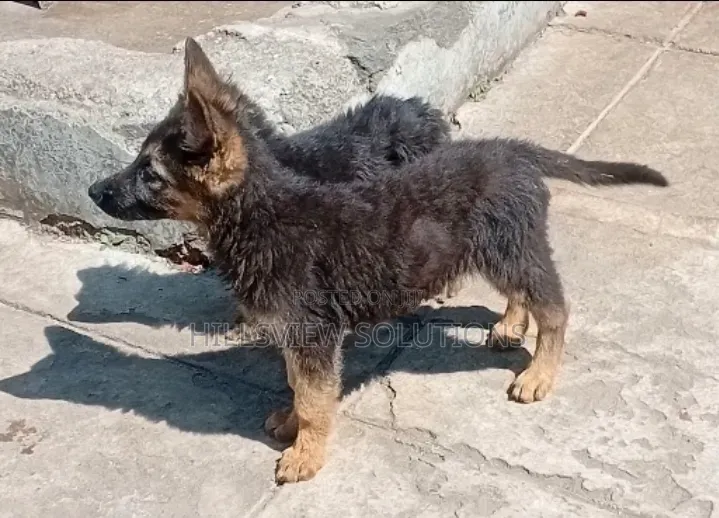 3-6 months Female Purebred German Shepherd