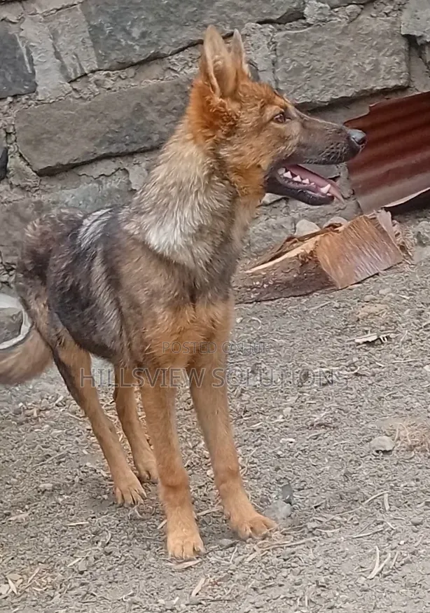 3-6 months Female Purebred German Shepherd