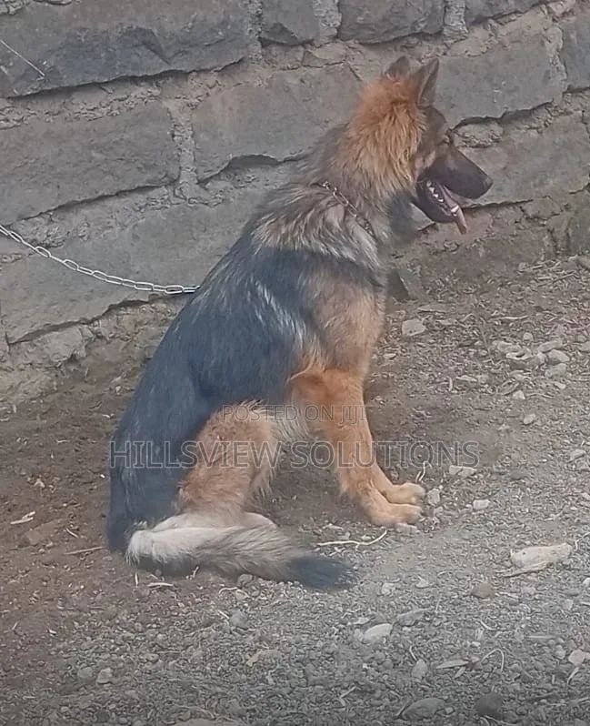3-6 months Female Purebred German Shepherd