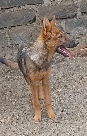 3-6 months Female Purebred German Shepherd
