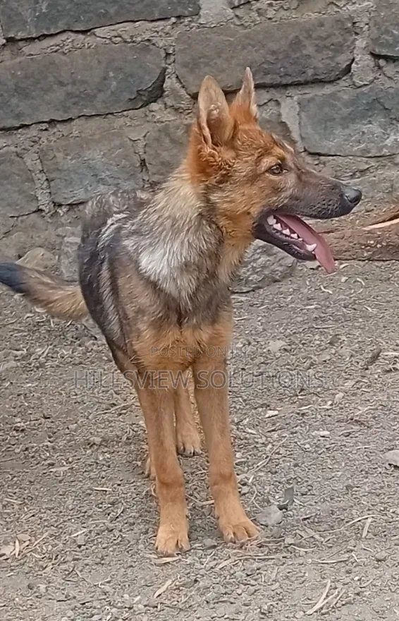 3-6 months Female Purebred German Shepherd