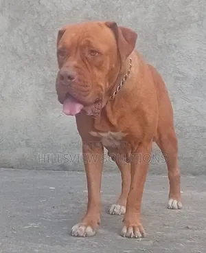 1+ year Female Purebred Dogue de Bordeaux