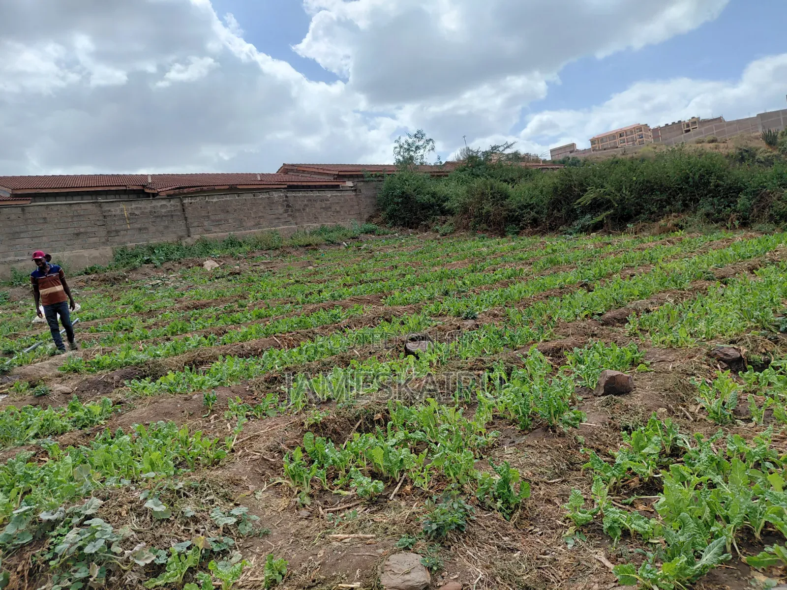 50*100 Plot in Mulolongo