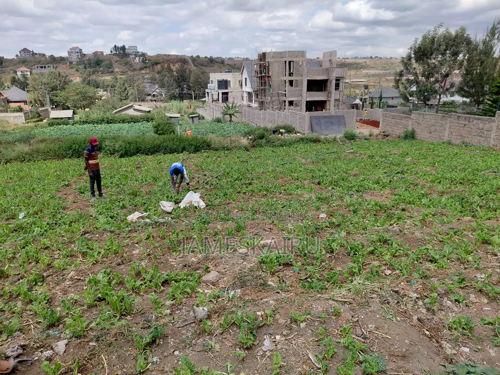 50*100 Plot in Mulolongo