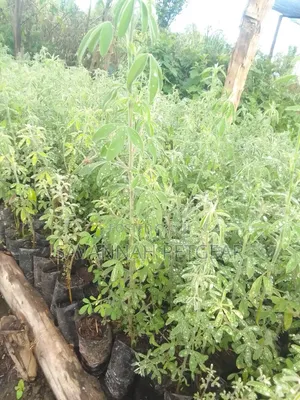Tree Lucerne Seedlings (Tagasaste, Chamaecytisus Palmensis) Seedlings
