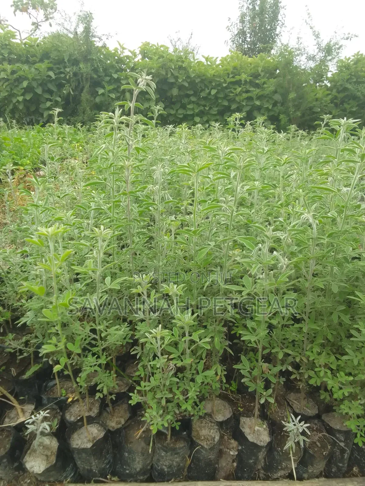 Tree Lucerne Seedlings (Tagasaste, Chamaecytisus Palmensis) Seedlings